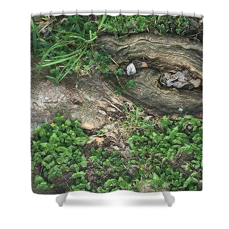 Nature Shower Curtain featuring the photograph Composition in Trees by Etta Harris