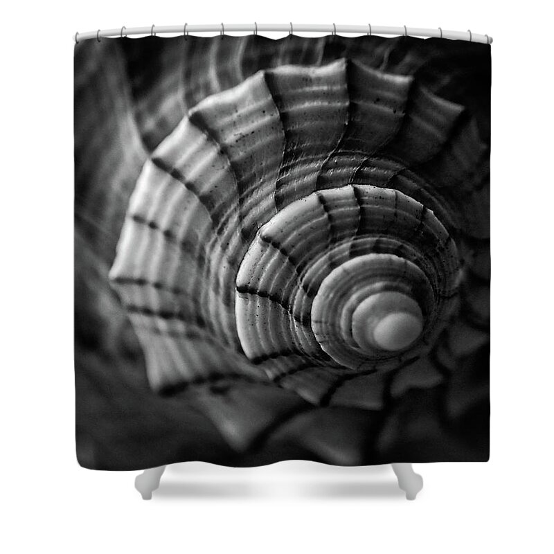 Conch Shower Curtain featuring the photograph Conch Shell In Black And White by Greg and Chrystal Mimbs
