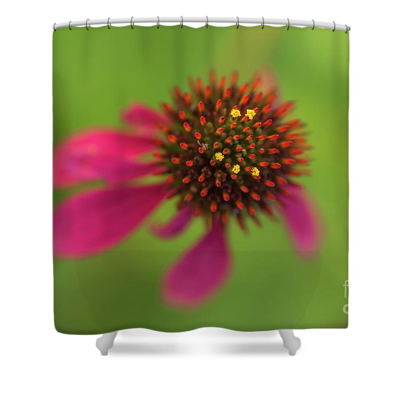 Cone Flower Shower Curtain featuring the photograph Cone Flower by Alana Ranney
