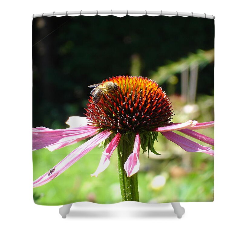 Flowers Shower Curtain featuring the photograph Cone flower and honey bee by Susan Baker