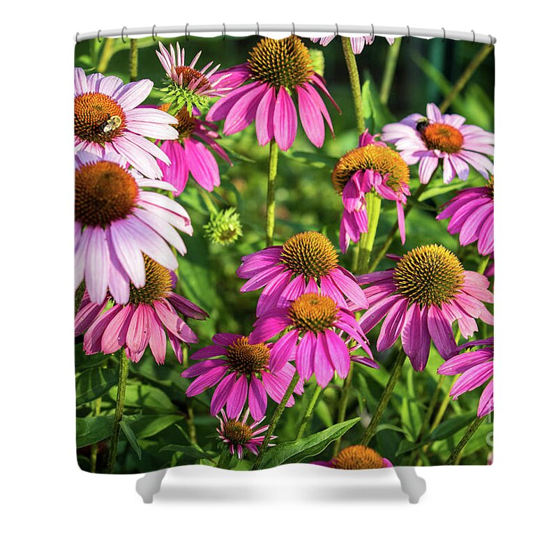 Echinacea Shower Curtain featuring the photograph Coneflower Garden by Eleanor Abramson