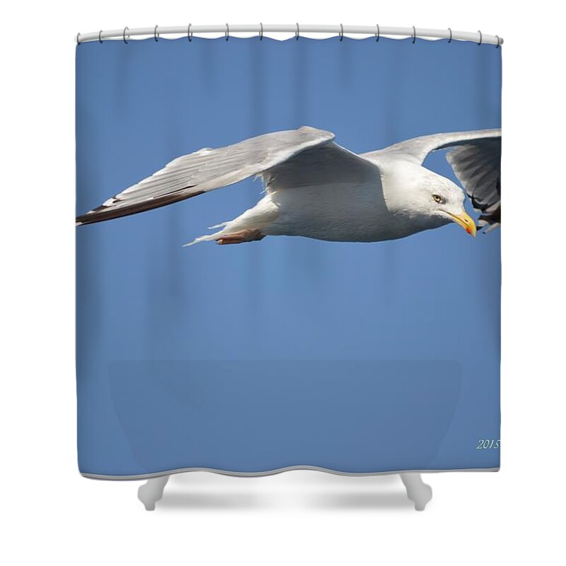 Ambition Shower Curtain featuring the photograph Confident Flight by Sonali Gangane