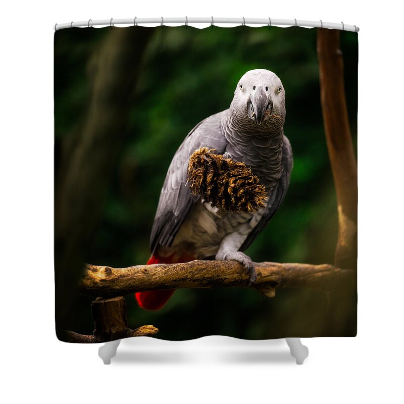 Bloedel Conservatory Shower Curtain featuring the photograph Congo African Grey Parrot by Peter V Quenter