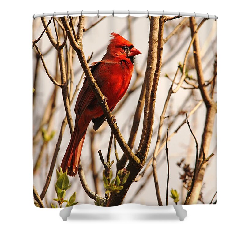 Male Northern Red Cardinal Shower Curtain featuring the photograph Conspicuous by Debbie Oppermann