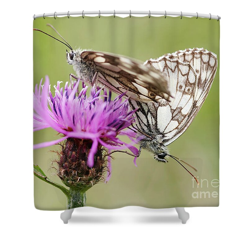 Insect Shower Curtain featuring the photograph Contact - Butterflies on the bloom by Michal Boubin