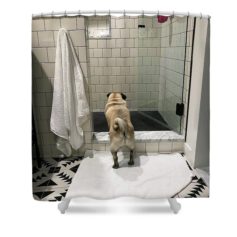 Pug Shower Curtain featuring the photograph Contemplating by Jackson Pearson