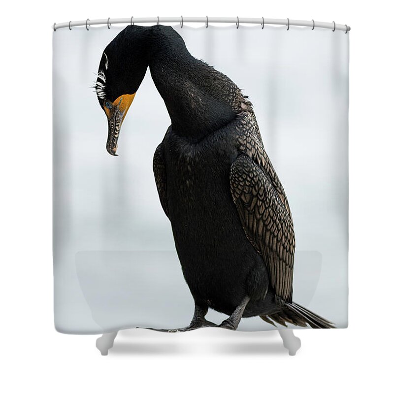 Double Crested Cormorant Shower Curtain featuring the photograph Contemplation by Mark Harrington
