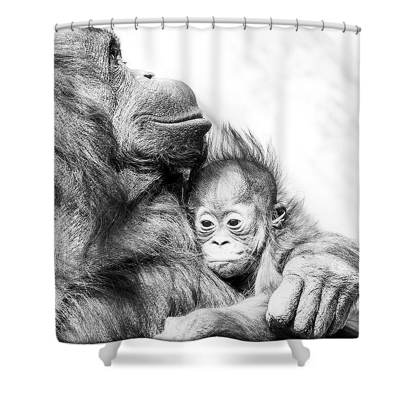 Crystal Yingling Shower Curtain featuring the photograph Contentment by Ghostwinds Photography
