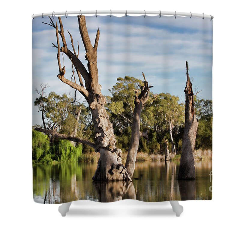 Trees Shower Curtain featuring the photograph Contrasted by Douglas Barnard