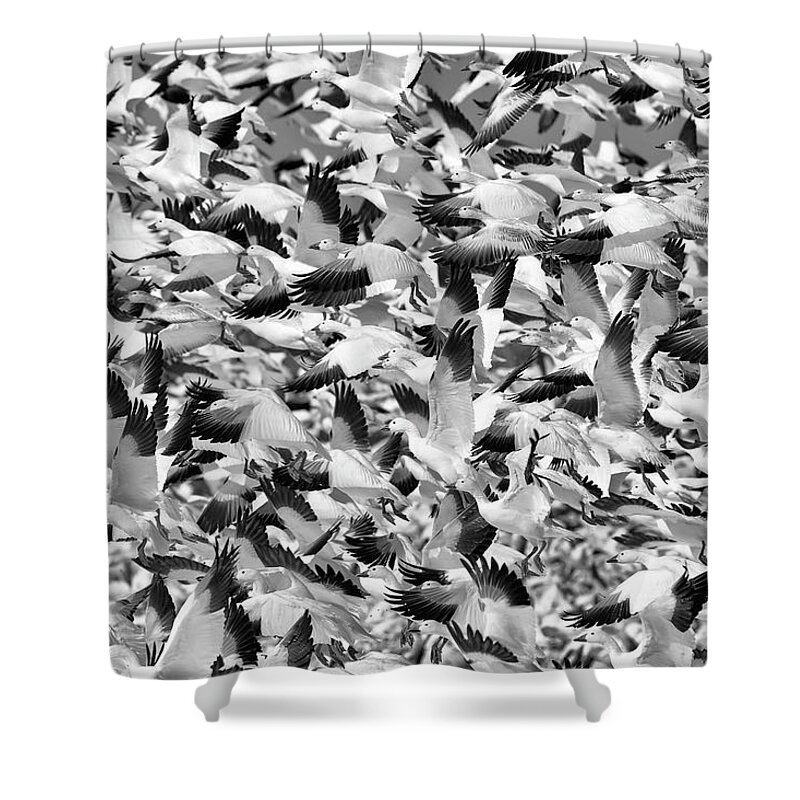 Snow Shower Curtain featuring the photograph Controlled Chaos BW by Everet Regal