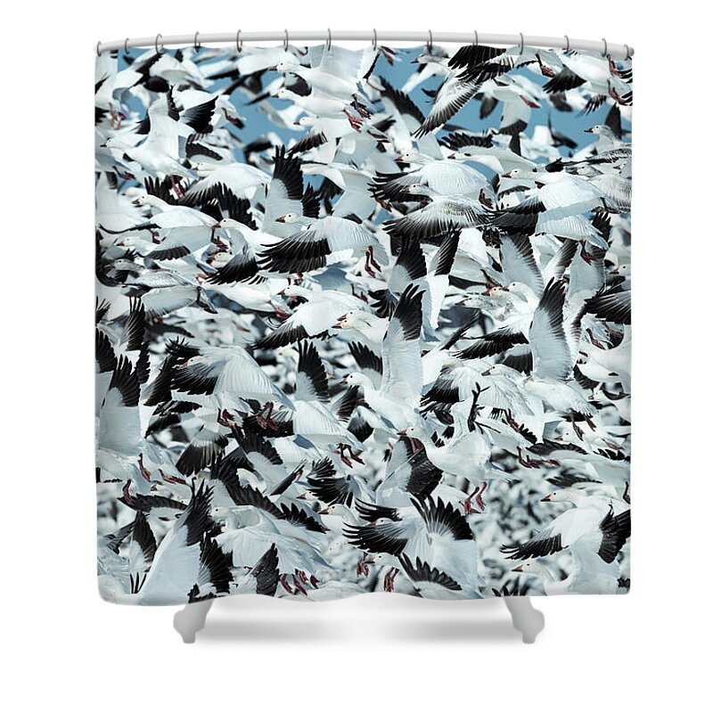 Snow Shower Curtain featuring the photograph Controlled Chaos by Everet Regal