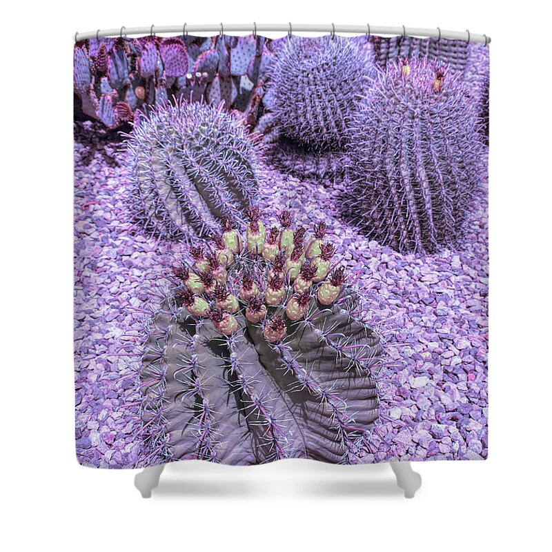 Desert Shower Curtain featuring the photograph Cool Sunset Desert Cacti by Aimee L Maher ALM GALLERY