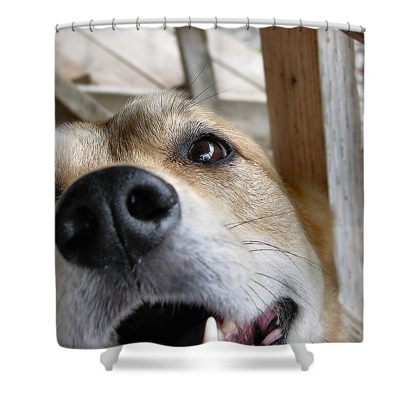 Dog Shower Curtain featuring the photograph Coookiesss? by Rory Siegel