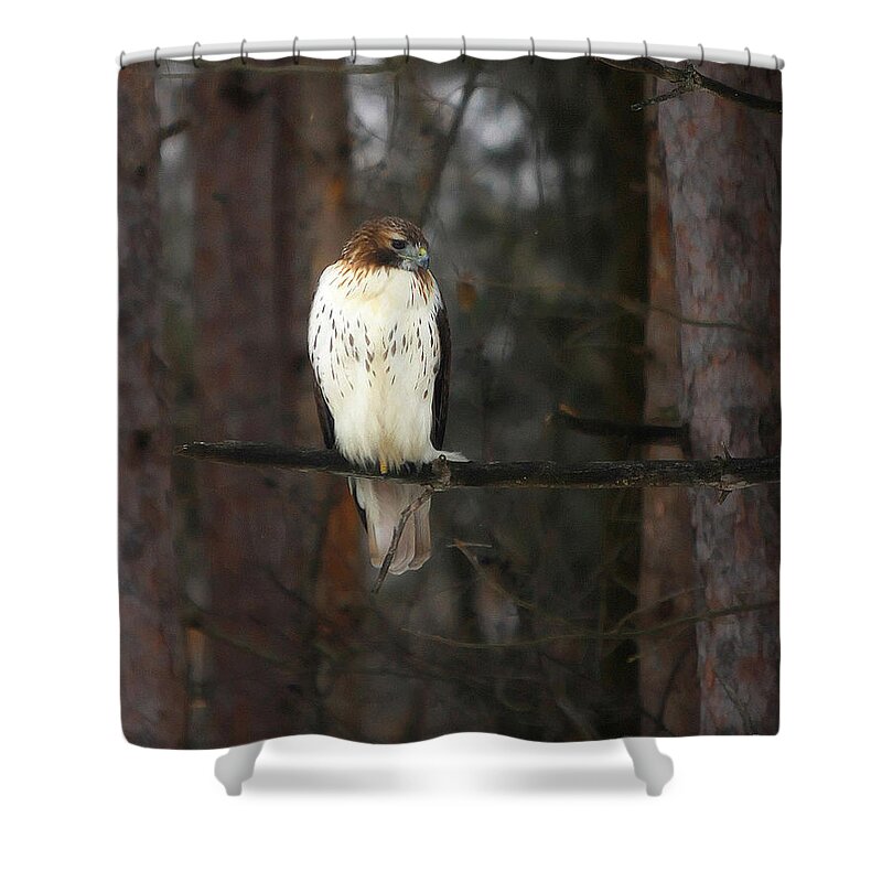 Hawk Shower Curtain featuring the photograph Cooper's Hawk by Clare VanderVeen