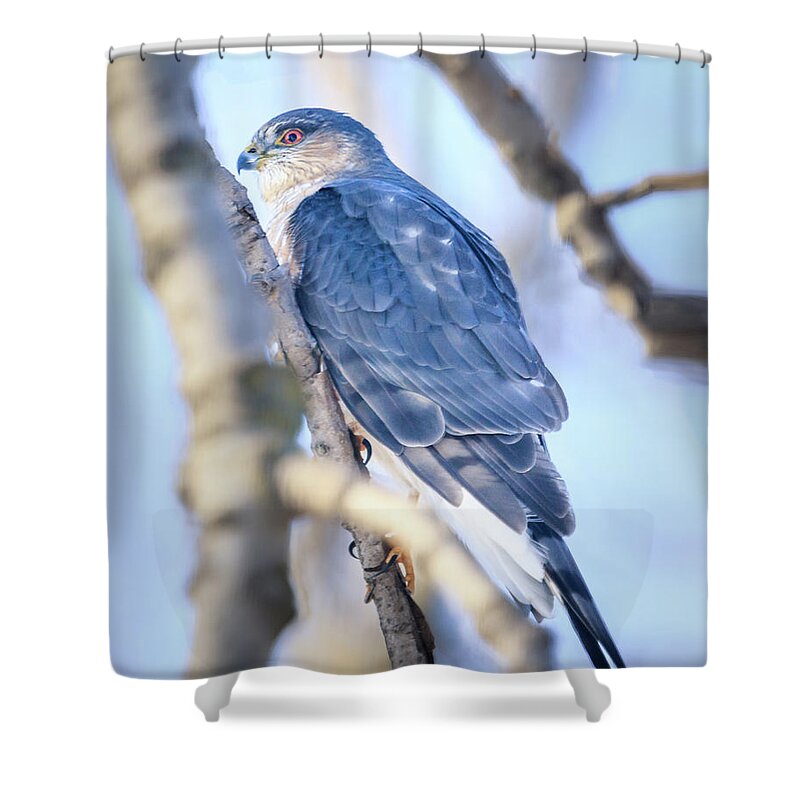 Cooper's Hawk Shower Curtain featuring the photograph Coopers Hawk by Joni Eskridge