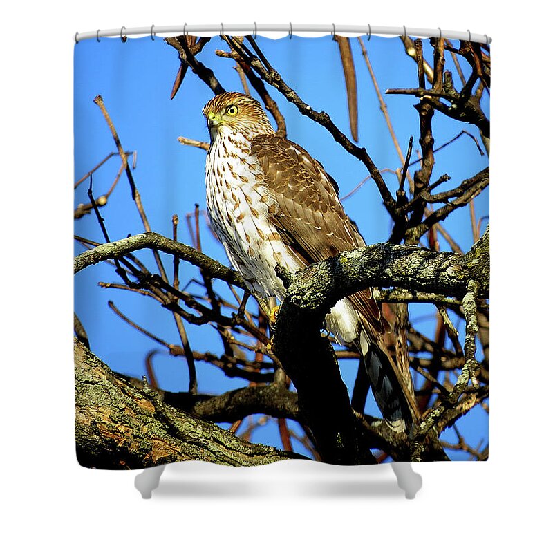 Cooper's Hawk Shower Curtain featuring the photograph Cooper's Hawk Keeping Watch by Linda Stern