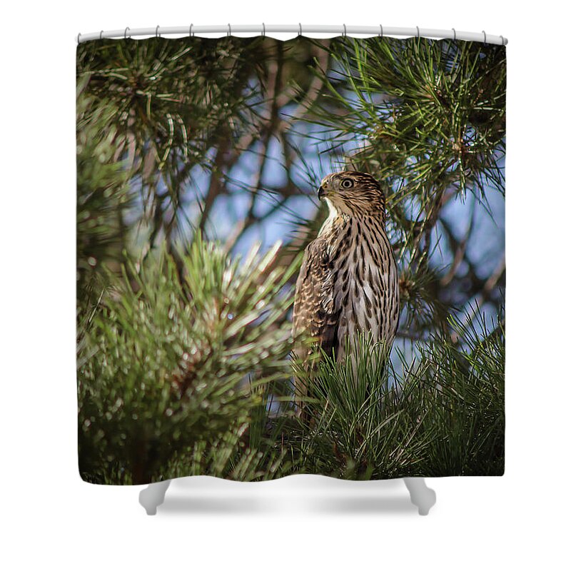 Accipiter Shower Curtain featuring the photograph Coopers Hawk by Rick Mosher