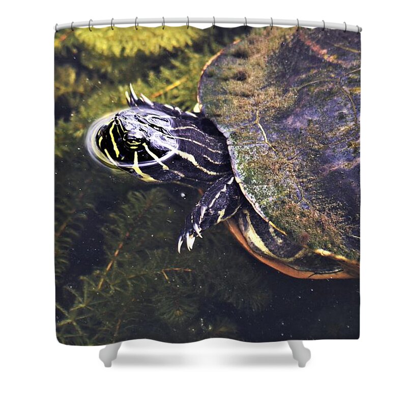 Cooter Swimming Shower Curtain featuring the photograph Cooter Swimming by Warren Thompson