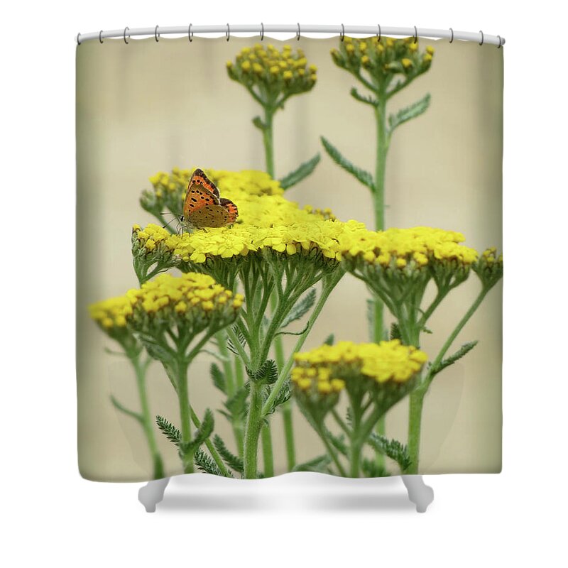 American Copper Butterfly Shower Curtain featuring the photograph Copper on Yellow - Butterfly - Vignette by MTBobbins Photography