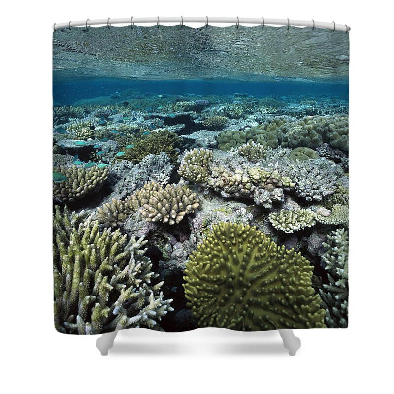 00129668 Shower Curtain featuring the photograph Corals Shallows Great Barrier Reef by Flip Nicklin