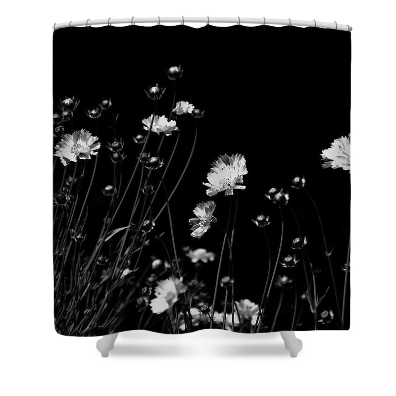 Black And White Shower Curtain featuring the photograph Coreopsis by JGracey Stinson