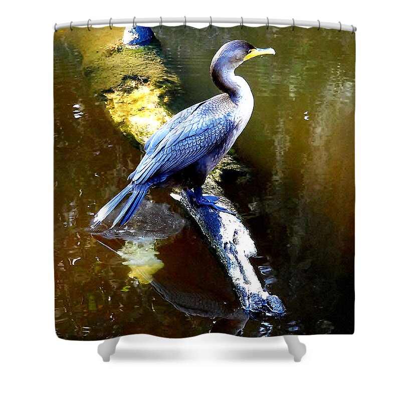Double-crested Cormorant Shower Curtain featuring the photograph  Cormorant 002 by Christopher Mercer