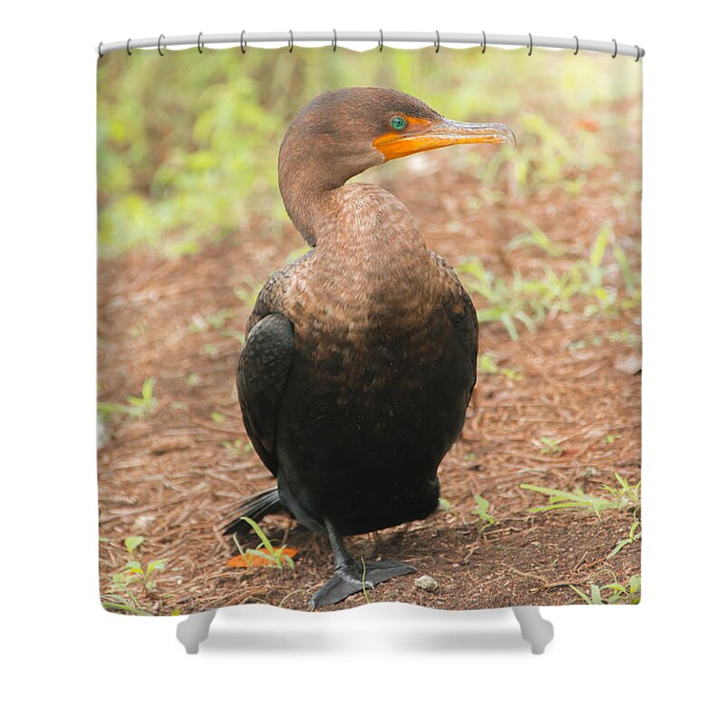 Alone Shower Curtain featuring the photograph Cormorant by Amanda Mohler