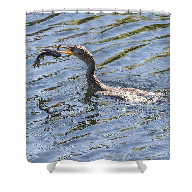 Cormorant Shower Curtain featuring the photograph Cormorant Caught Fish by William Bitman