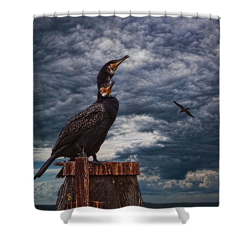 Cormorant Shower Curtain featuring the photograph Cormorant Couple by Chris Lord