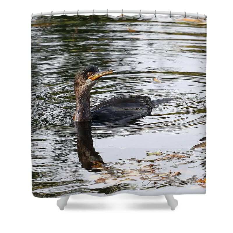 Bird Shower Curtain featuring the photograph Cormorant Fishing by Jeff Townsend