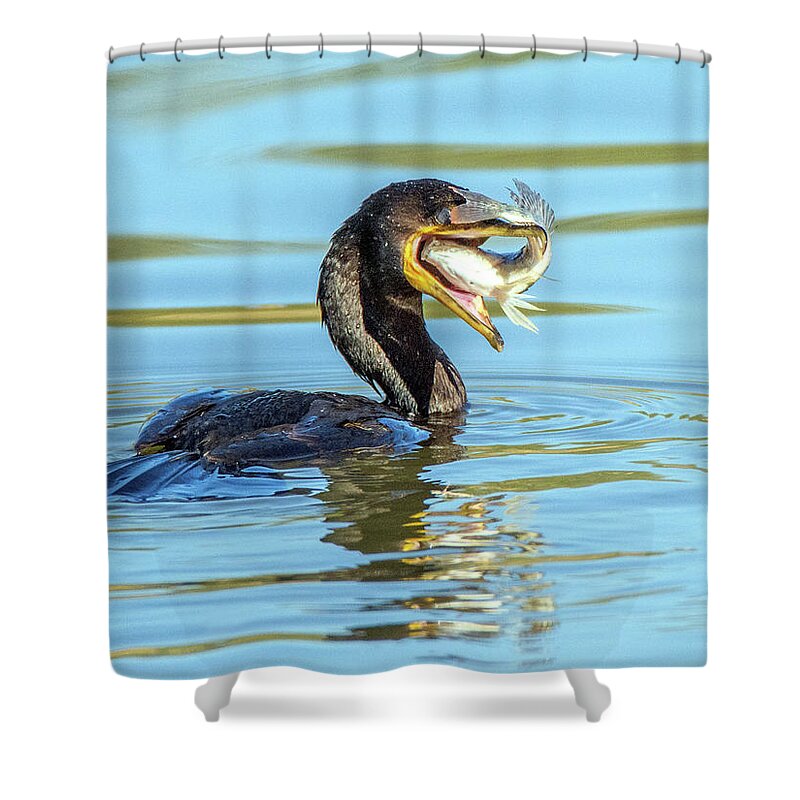 Cormorant Shower Curtain featuring the photograph Cormorant with Fish 5461-112617-2cr by Tam Ryan