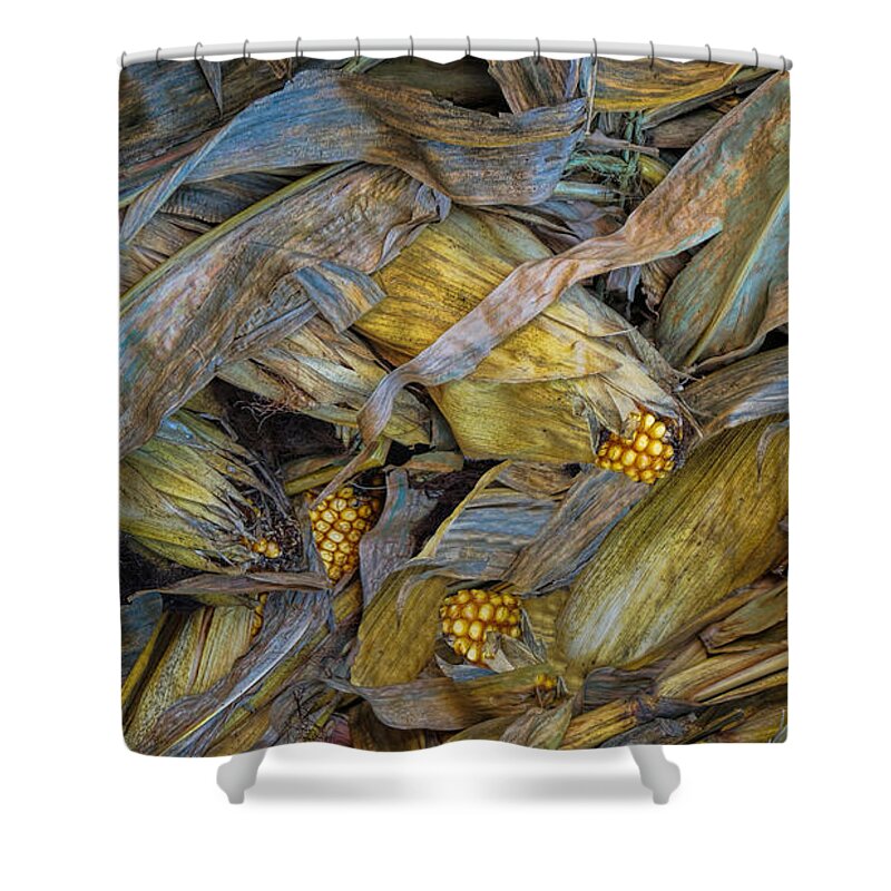 Harvest Shower Curtain featuring the photograph Corn crops by Pat Cook