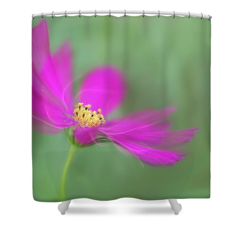 Macro Shower Curtain featuring the photograph Cosmos gets ready for the prom. by Usha Peddamatham