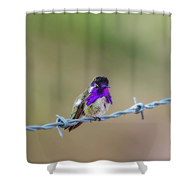 Nature Shower Curtain featuring the photograph Costa's Hummingbird by Douglas Killourie