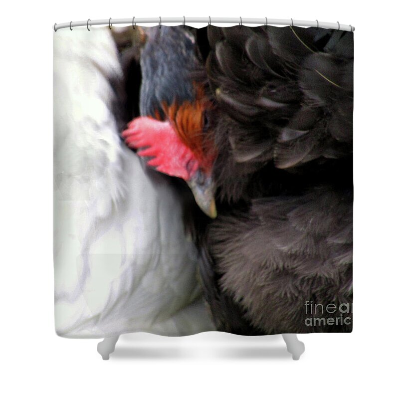 Hens Shower Curtain featuring the photograph Cosy Time by Kim Tran