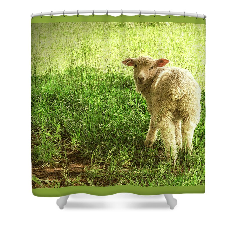Cotswold Shower Curtain featuring the photograph Cotswold Sheep by Jim Cook