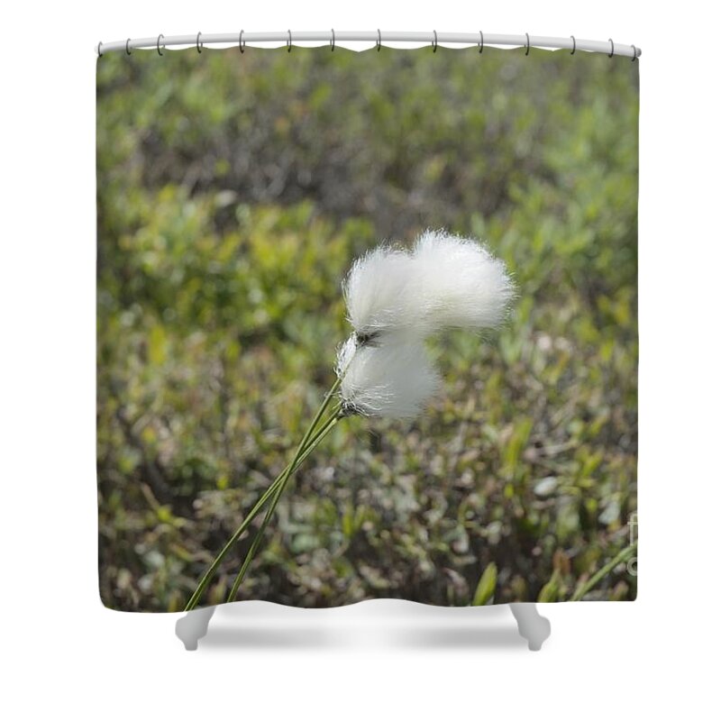 New England Shower Curtain featuring the photograph Cotton Grass -Eriophorum virginicum- by Erin Paul Donovan