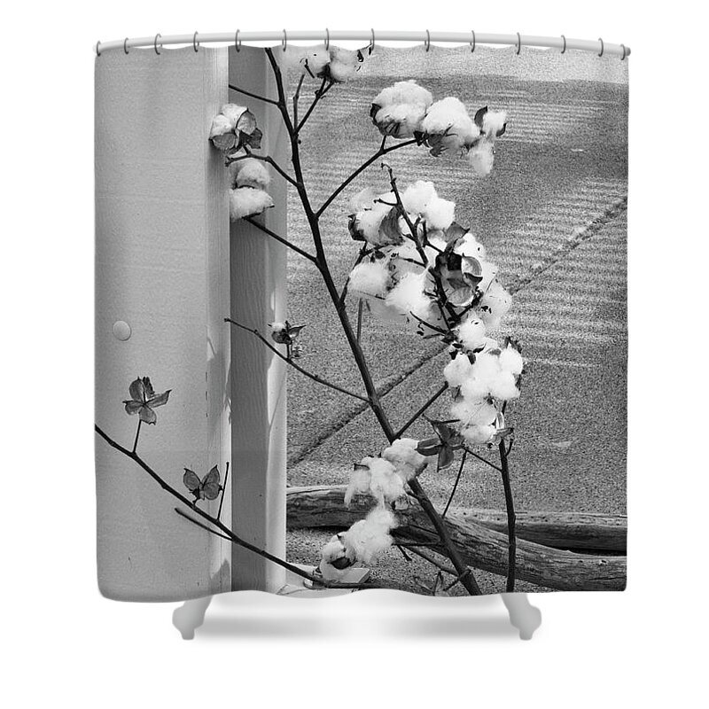 Cotton Plant Shower Curtain featuring the photograph Cotton by Jessica Levant