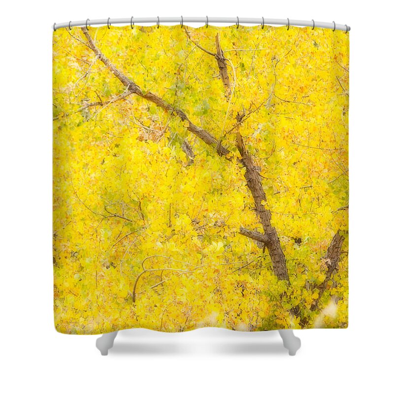 Trees Shower Curtain featuring the photograph Cottonwood Colors by James BO Insogna