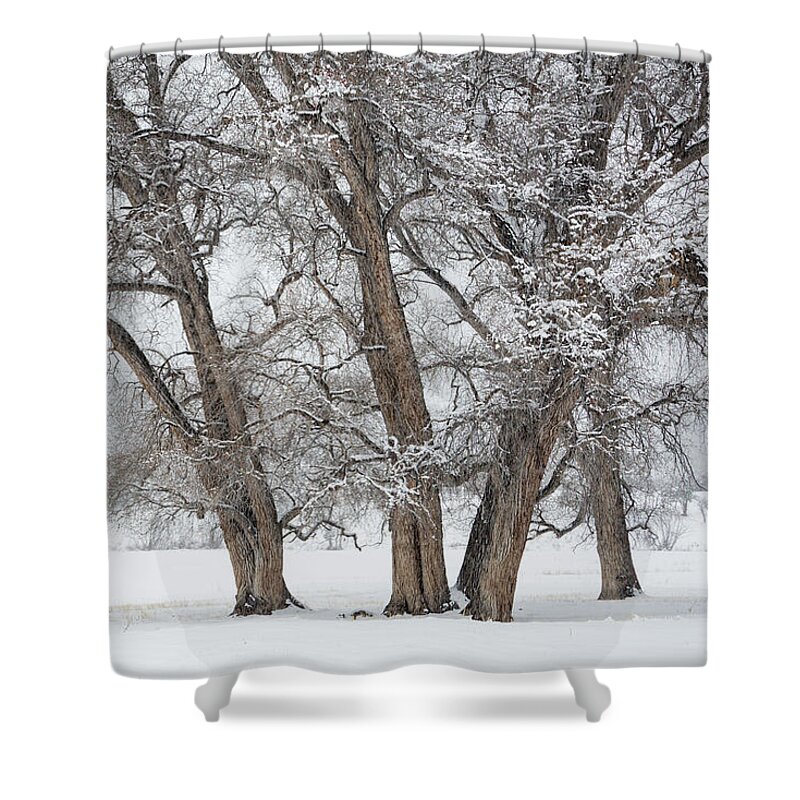 Cottonwood Shower Curtain featuring the photograph Cottonwood Companions by Denise Bush