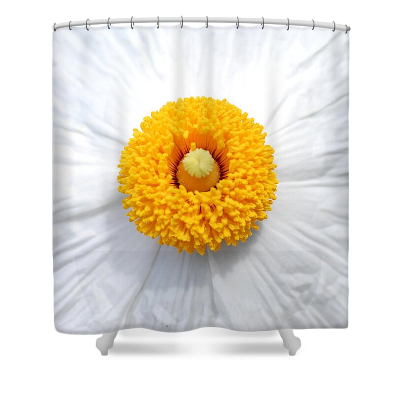 Flower Shower Curtain featuring the photograph Coulter's Poppy 1 by Amy Fose
