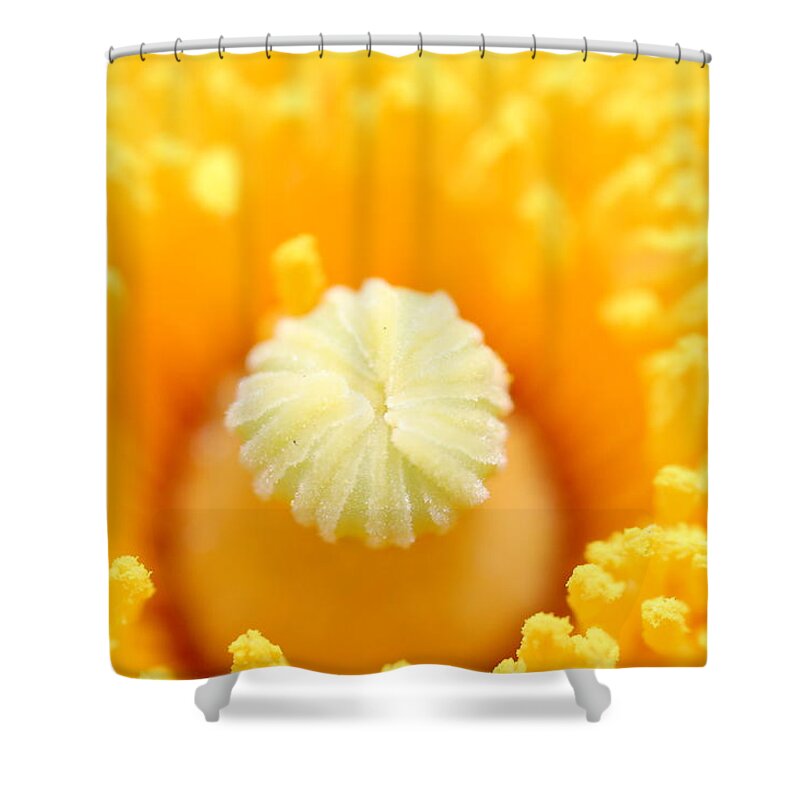 Flower Shower Curtain featuring the photograph Coulter's Poppy 5 by Amy Fose