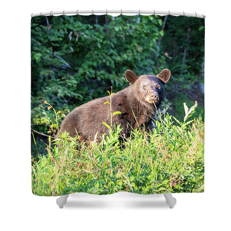 Photosbymch Shower Curtain featuring the photograph Country Bear by M C Hood