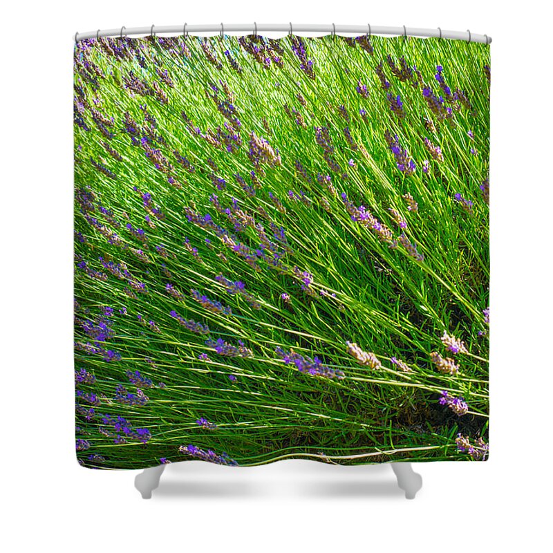 Flowers Shower Curtain featuring the photograph Country Lavender VI by Shari Warren