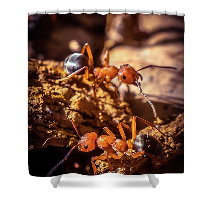 Ant Shower Curtain featuring the photograph Couple of Ants by Lilia S