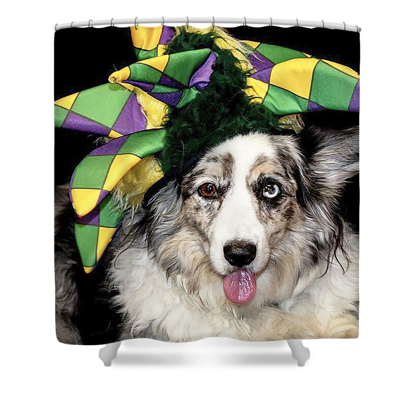 Dog Shower Curtain featuring the photograph Court Jester by Cathy Donohoue
