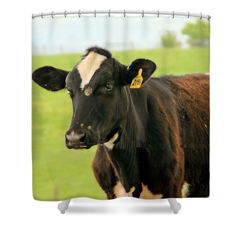 Cows Shower Curtain featuring the photograph Cow 4 by Karl Rose