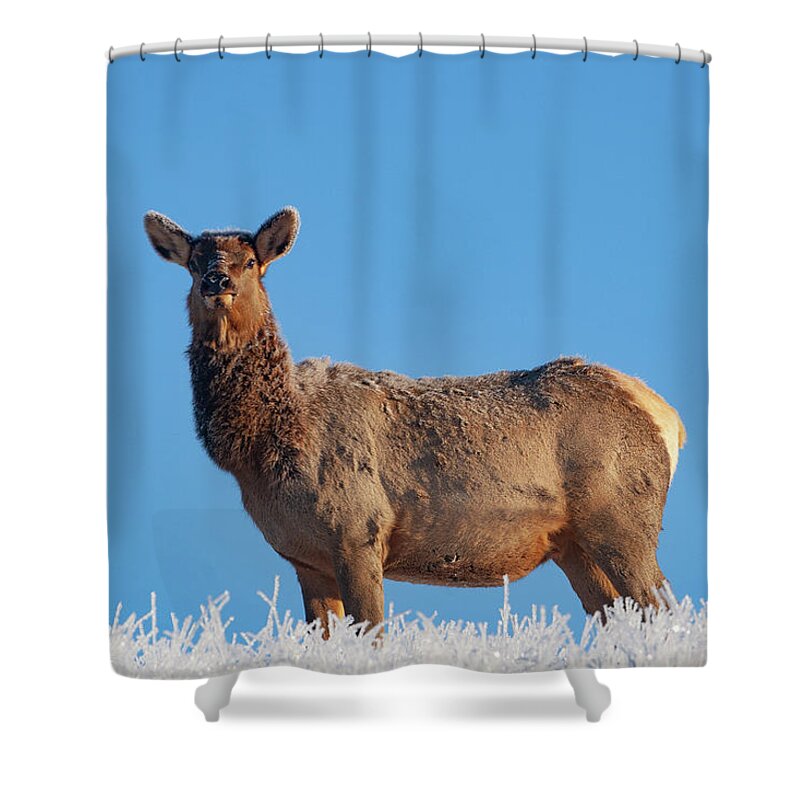 Mark Miller Photos Shower Curtain featuring the photograph Cow Elk Frost and Blue Sky by Mark Miller