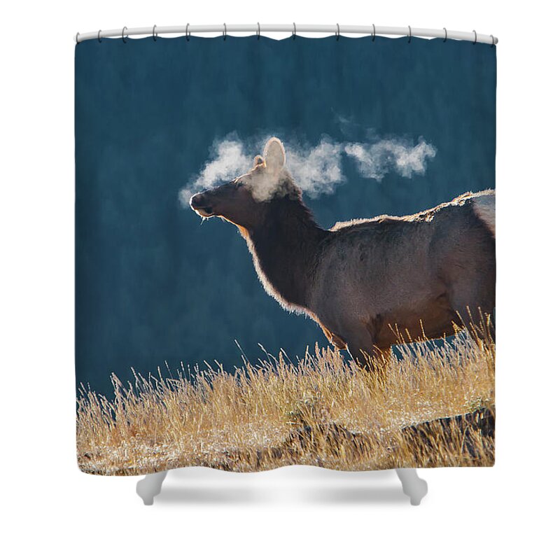 Mark Miller Photos Shower Curtain featuring the photograph Cow Elk with Steamy Breath by Mark Miller