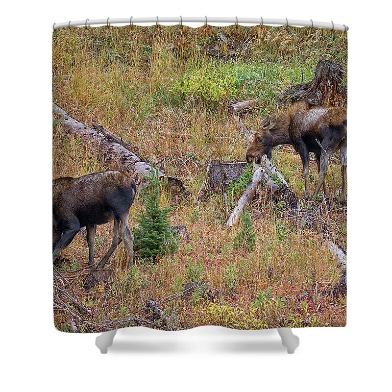 Cow Moose Feeding Along A Ridge In Northern Colorado Near Walden. Shower Curtain featuring the photograph Cow Moose Browsing by Ronald Lutz